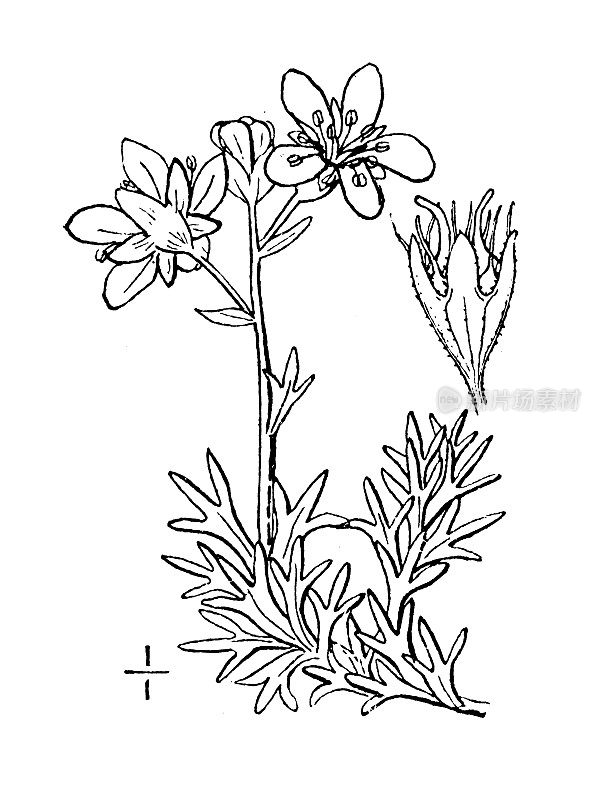 古植物学植物插图:Saxifraga caespitosa, Tufted Saxifrage